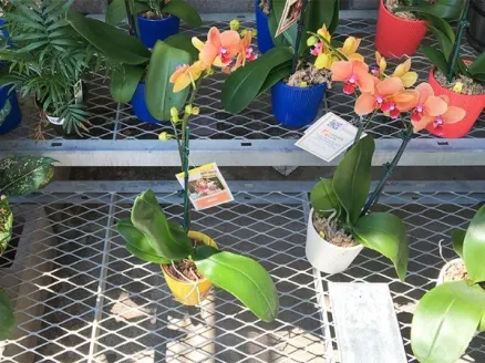 Greenhouse Benches