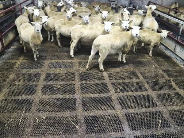 Animal flooring Animal flooring