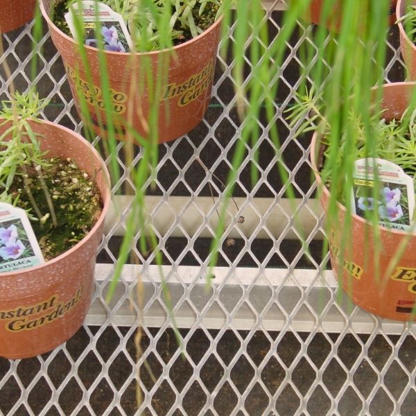 Potted plants are placed on the expanded metal greenhouse bench.