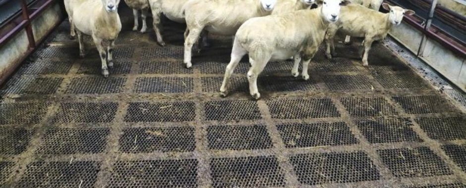 A flock of sheep are standing on the expanded metal grating animal flooring.