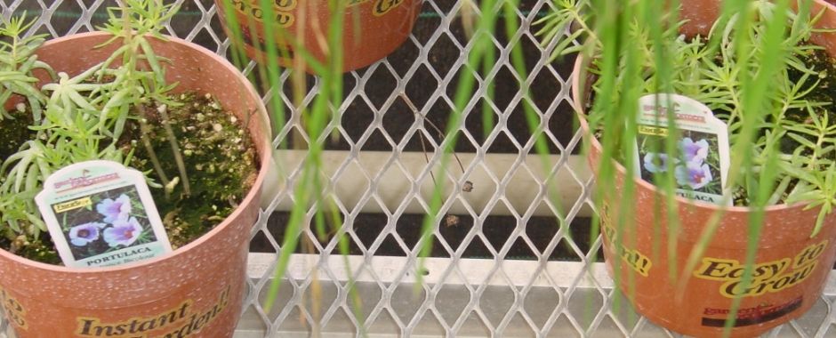 Many pot flowers are placed on the greenhouse bench made of flattened expanded metal.