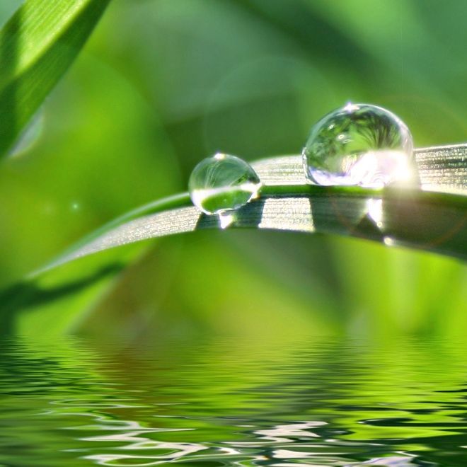 The sunlight shines 2 dewdrops on the green leaves.